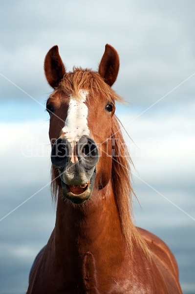 Belgian draft horse whinnying for friend