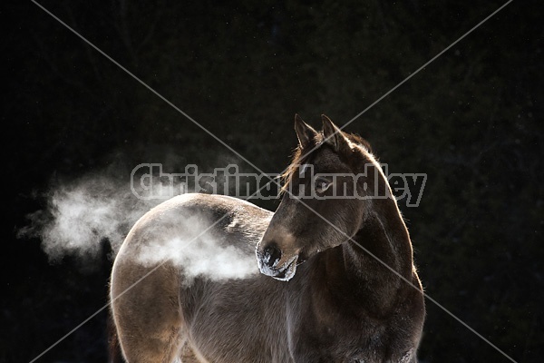 Portrait of horse in the winter