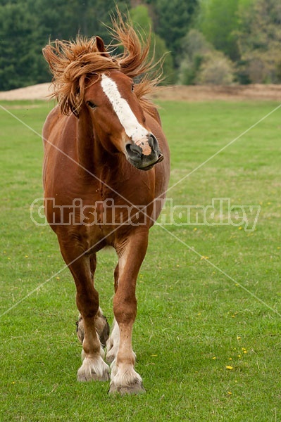 Belgian draft horse