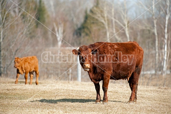 Beef Cow and Calf