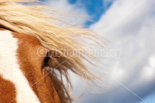 Horse face against sky