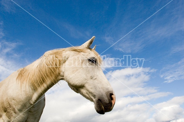 Portrait of a gray horse