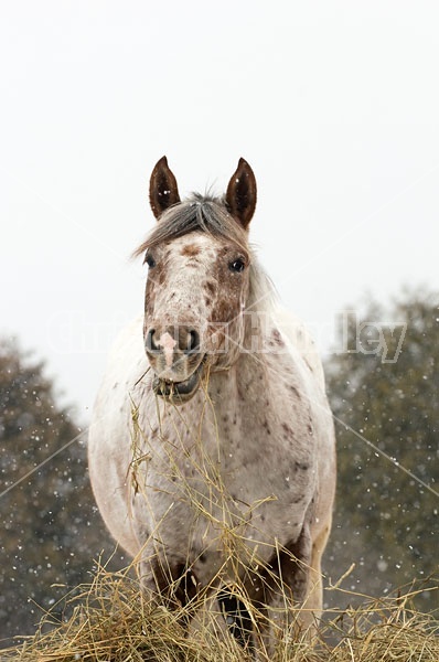 Appaloosa Horse