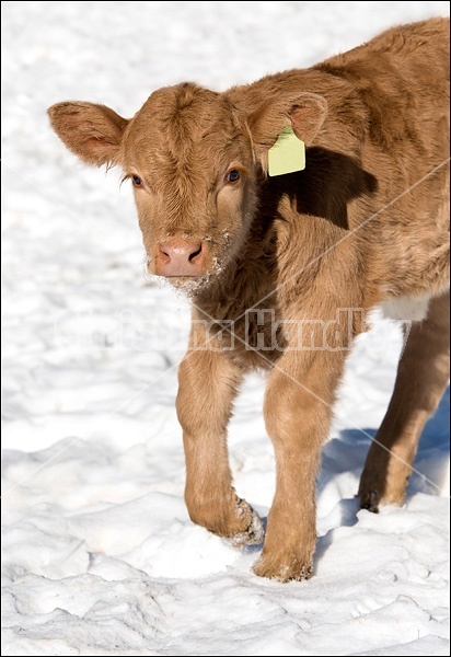 Young baby beef calf in the snow