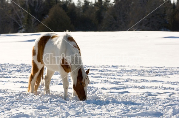 Paint horse in the snow