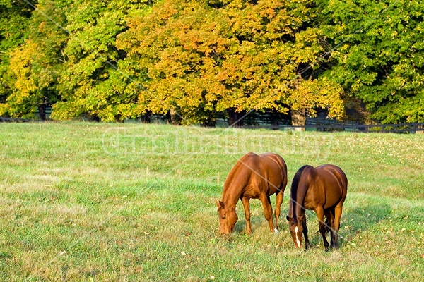 Two horses grazing on autumn pasture