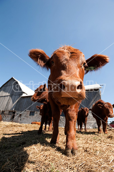 Wide angle photo of a herd of beef cattle