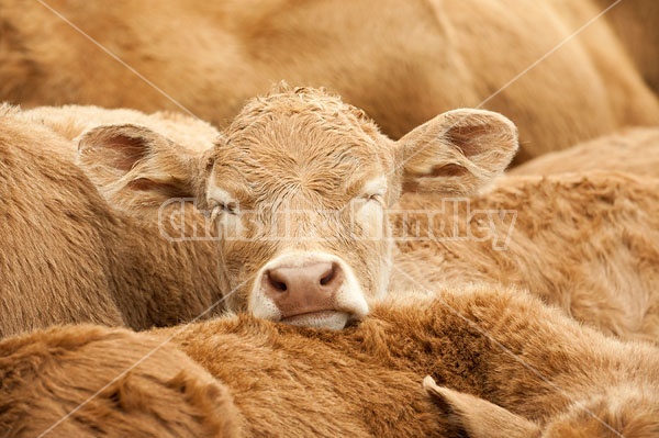 Young beef calves sleeping together
