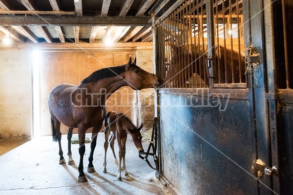 Mare and newborn foal loose in barn aisle