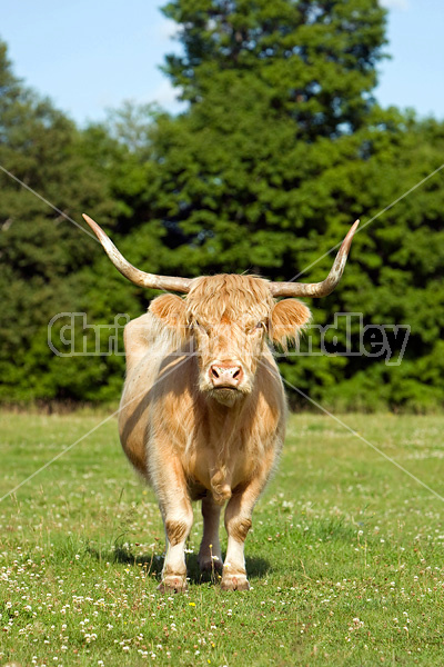 Highland cows