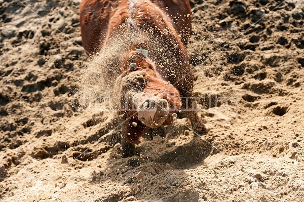 Cow Shaking Her Head