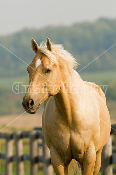 Palomino Quarter horse gelding