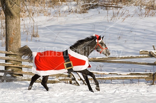 Gray horse wearing Santa Suit