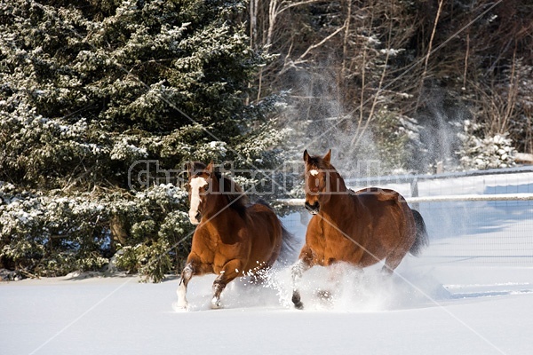 American quarter horse and American paint horse running in deep snow