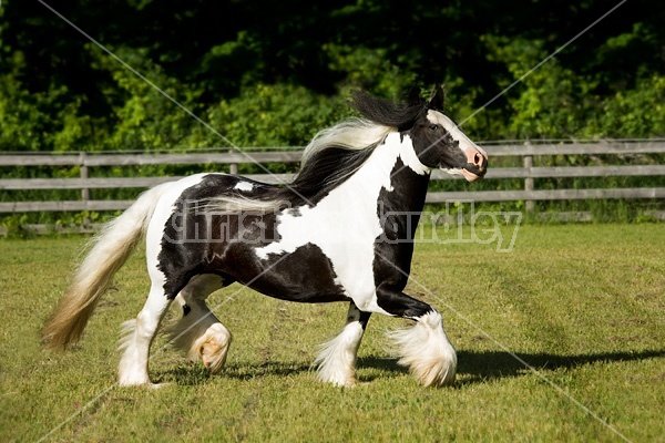 Gypsy horses