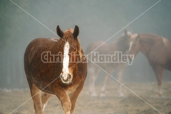 Belgian draft horses in the fog