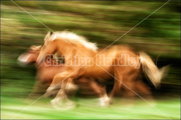 Two Belgian Horses Galloping in Field