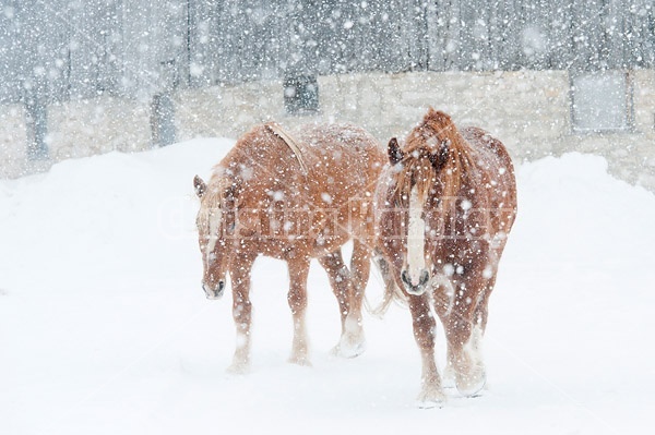 Belgian draft horses in snow storm