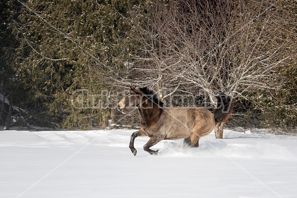 Single horse galloping through deep snow