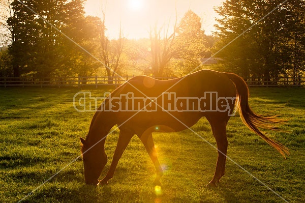 quarter horse broodmare 