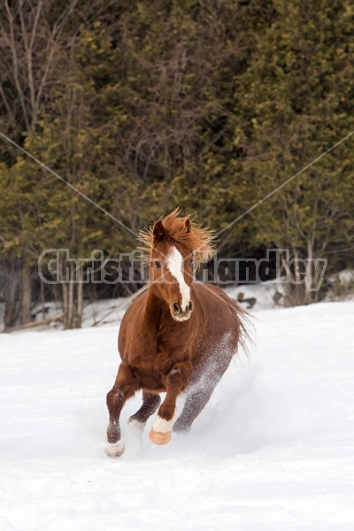 Single horse galloping through deep snow