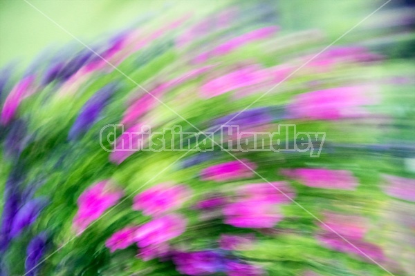 Colorful abstract flowers