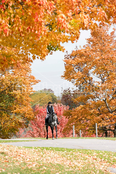 Young woman riding gray horse in the autumn colors