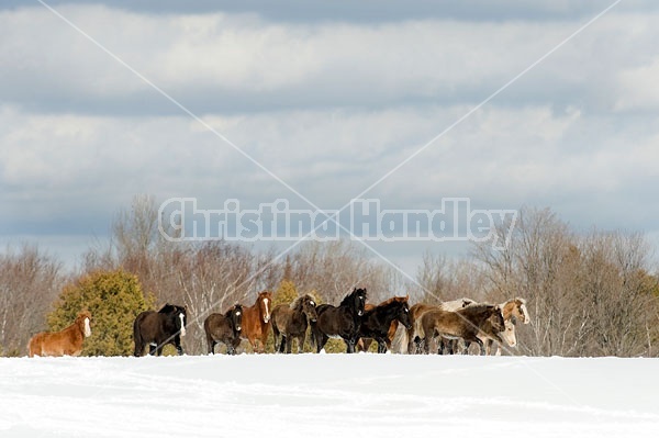 Herd of Rocky Mountain Horses standing on a hilltop in the snow