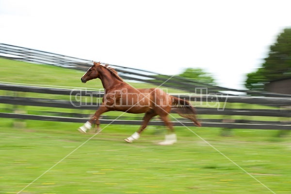 Thoroughbred gelding galloping around his paddock