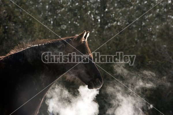 Dark bay horse standing outside in the winter on a cold day. Snorting cold breath