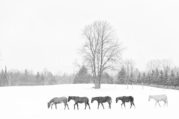 Five Rocky Mountain Horses