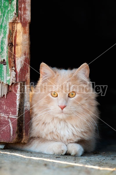 Orange cat sitting in barn doorway