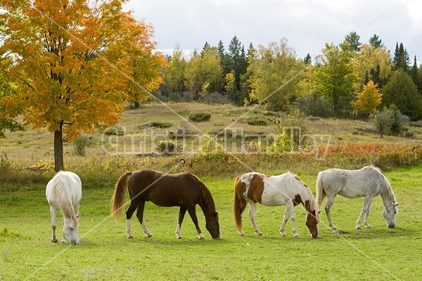 Horses grazing on late summer, early autumn pasture