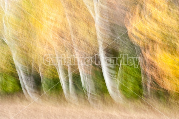 Autumn colored trees and leaves