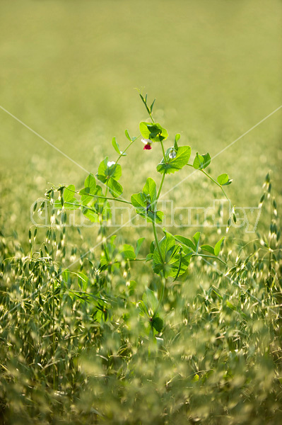 Forage peas planted in the oats