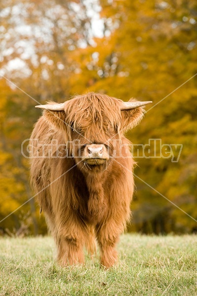 Yearling Highland Cattle on autumn pasture