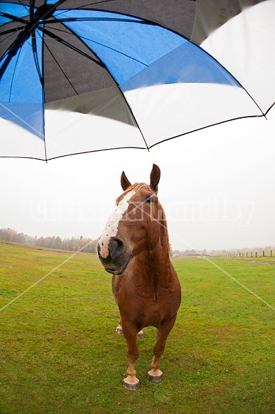 Chestnut horse and umbrella