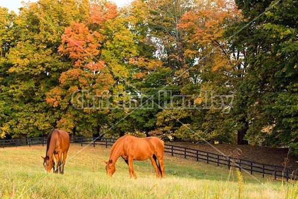 Two horses grazing on autumn pasture