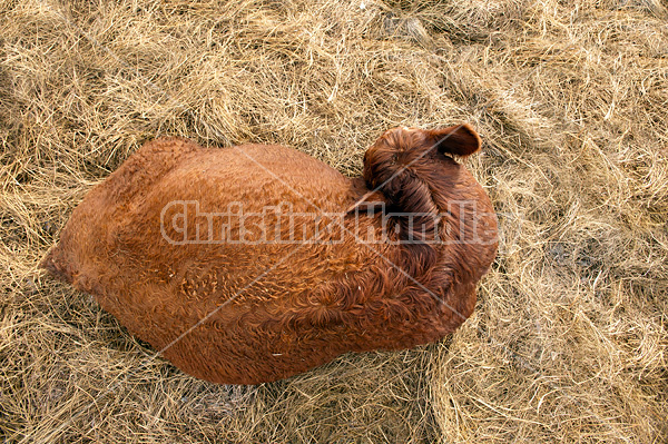 Beef cow laying in a bed of straw