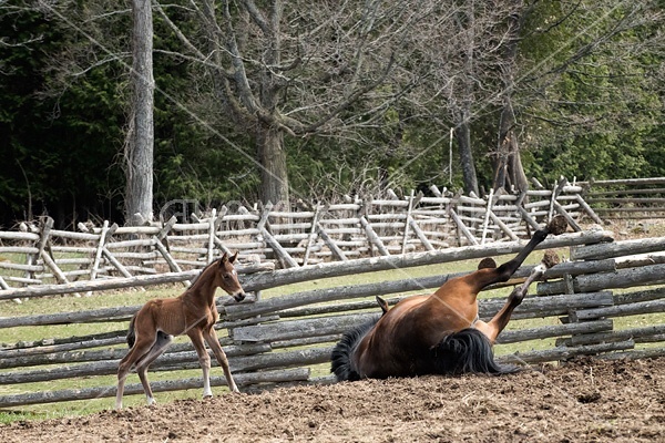 Mare and foal 