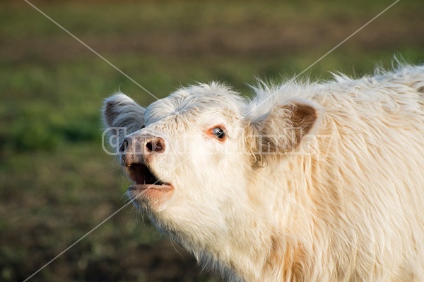 Young Charolais beef calf