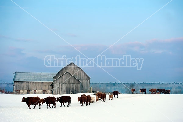 Cows Walking in Snowy Field