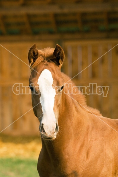 Quarter horse foal