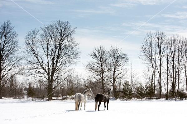 Two horses standing in a snowy field