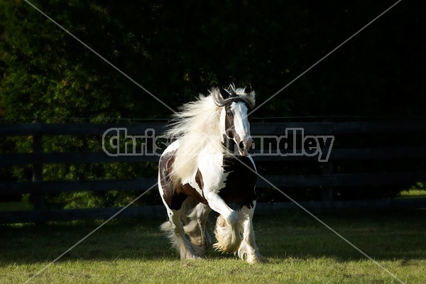 Gypsy horses