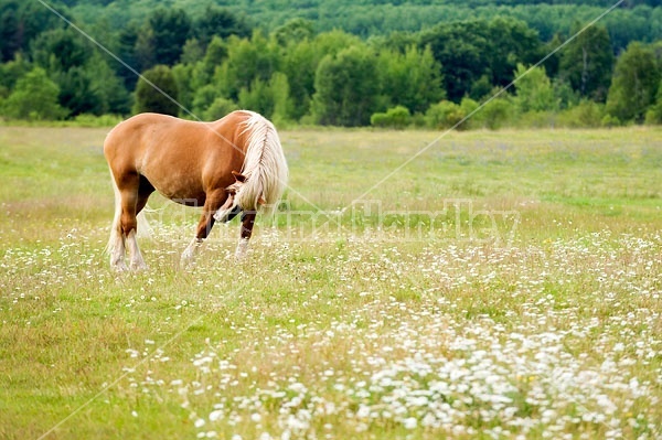 Belgian Horse in Field