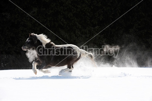 Pony galloping in deep snow