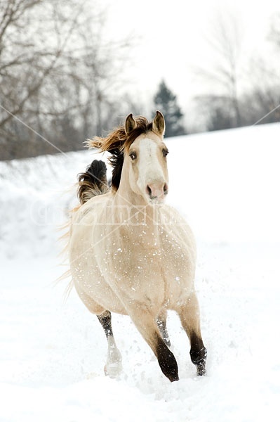 Rocky Mountain Horse Running in Deep Snow