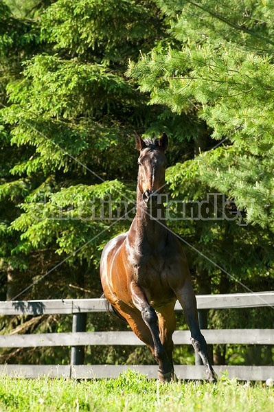 Bay Thoroughbred gelding