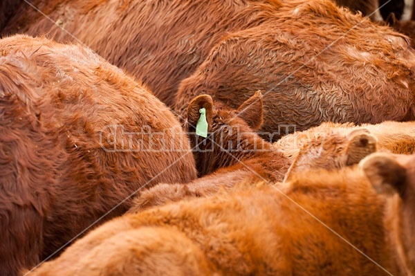 Herd of Beef Cattle